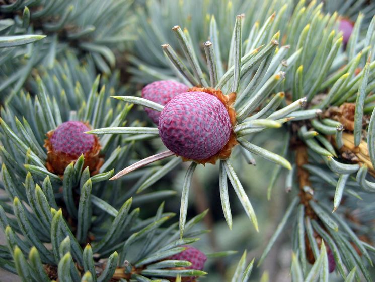 picea pungens lucky strike