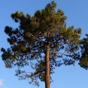 Pinus pinaster