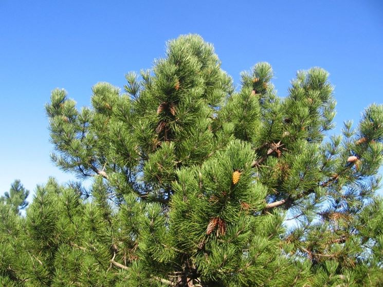 Pinus pinaster