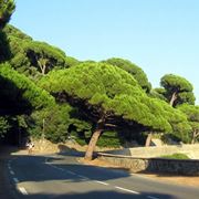 pino mediterraneo