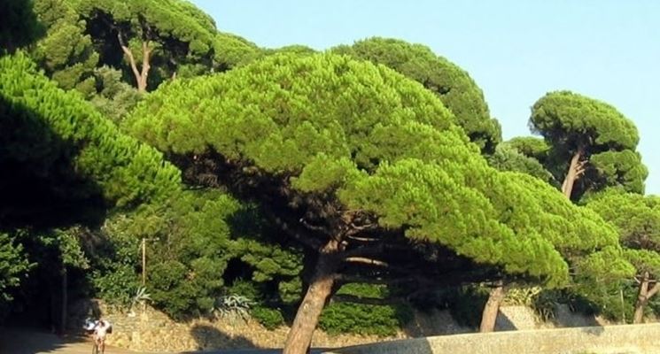 Pinus pinea