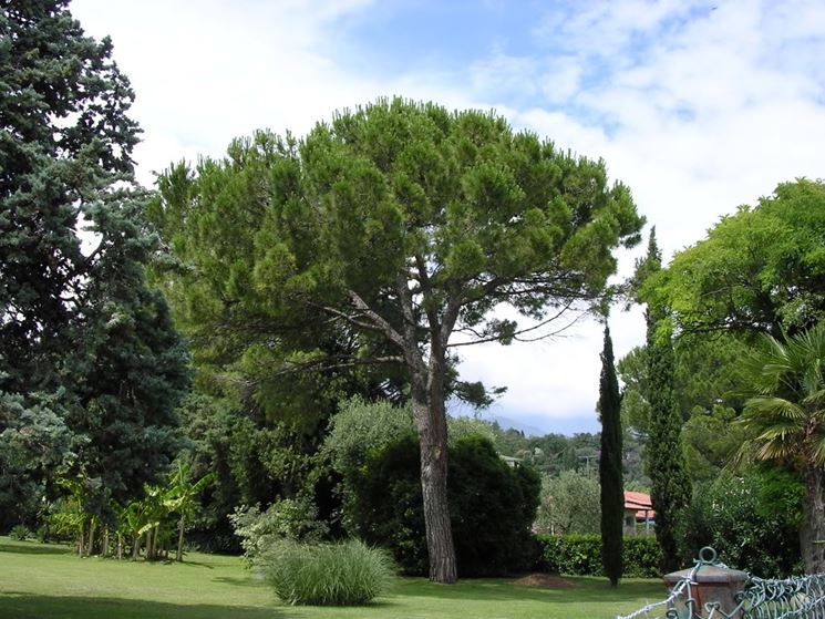 Caratteristiche pinus pinea