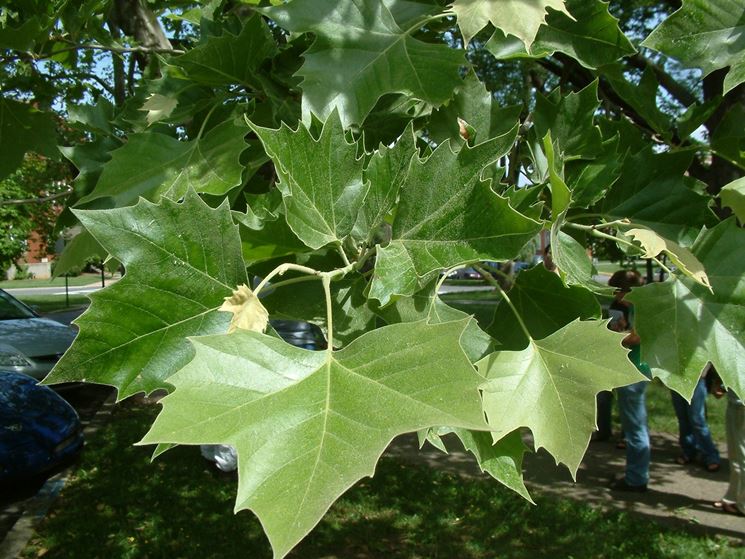 foglie Platano occidentalis