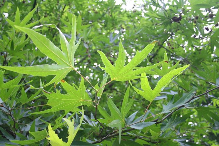 platanus orientalis