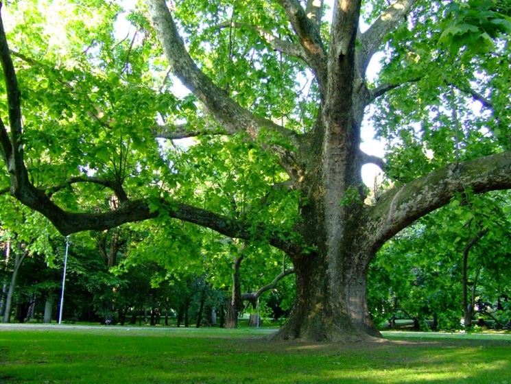 platanus x hybrida