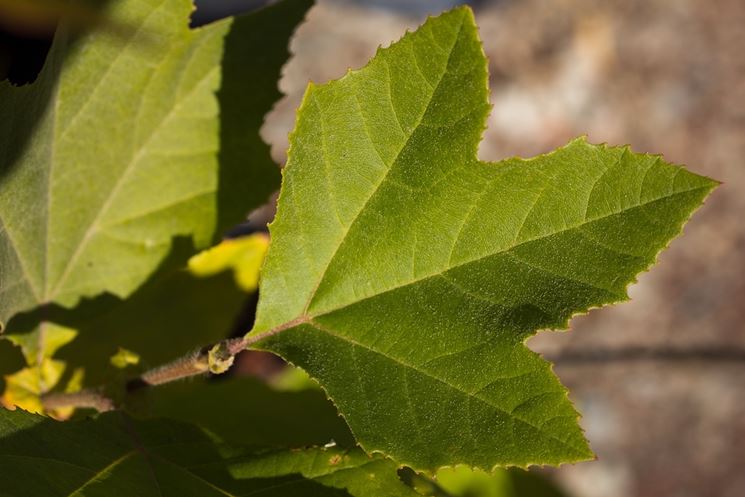 platanus racemosa