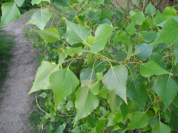 fogliame populus nigra