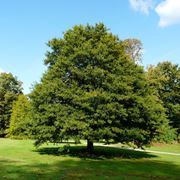 quercia foglia