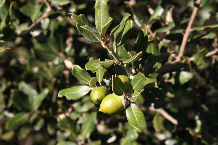 Quercus ilex