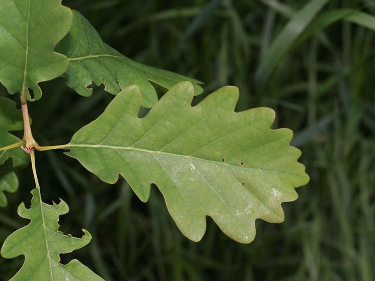 Quercus petrea