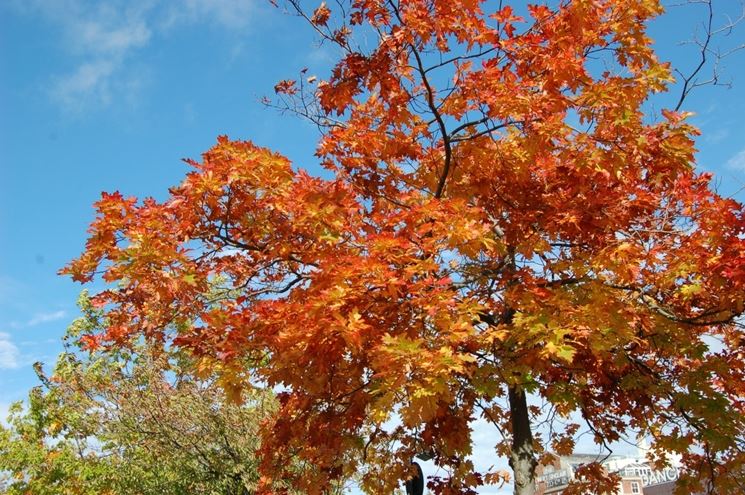 quercia coccinea