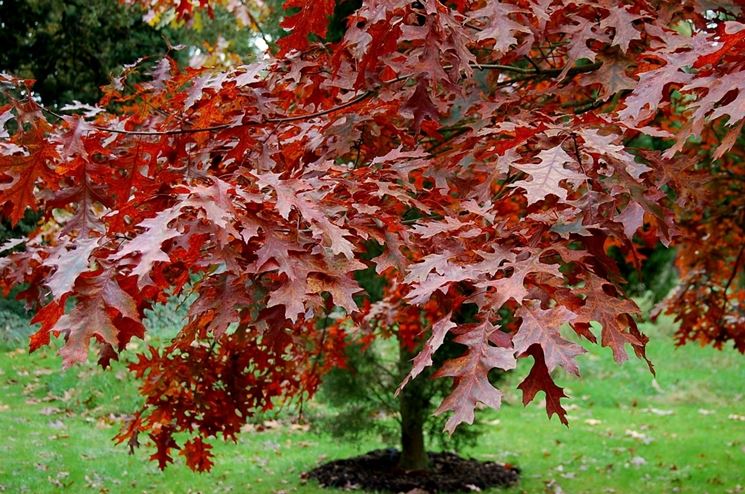 quercia rossa