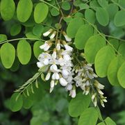 Robinia