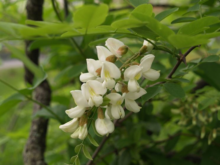 Robinia fiori