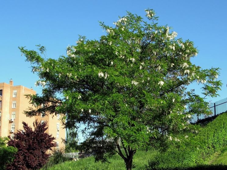 robinia pseudoacacia