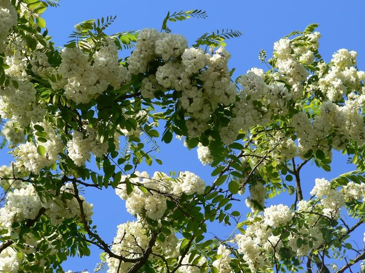 robinia pseudoacacia