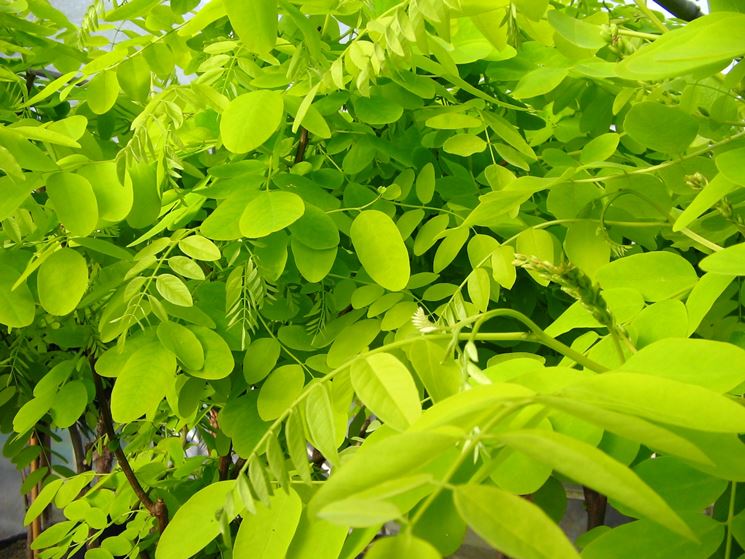 foglie di robinia pseudoacacia