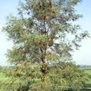 robinia pseudoacacia