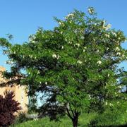 Esemplare robinia