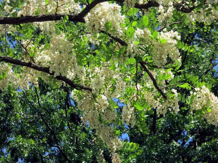 Robinia curata