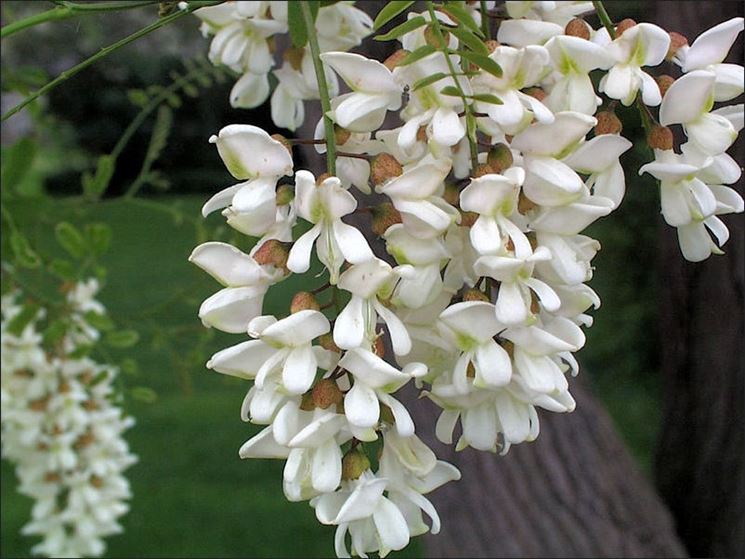 Fiori robinia