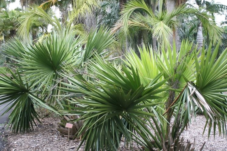 sabal minor pianta