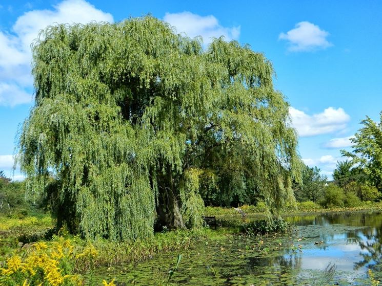 salix alba tristis