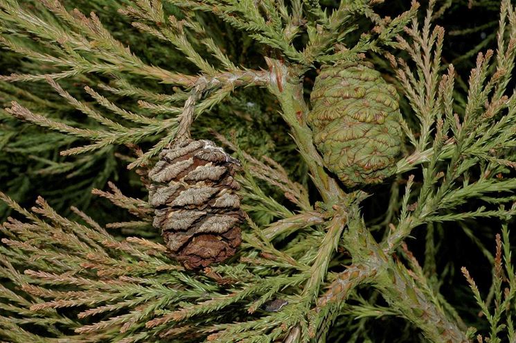 sequoiadendron giganteum 