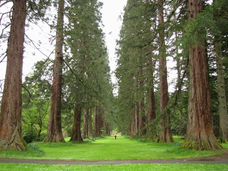 sequoie giganti