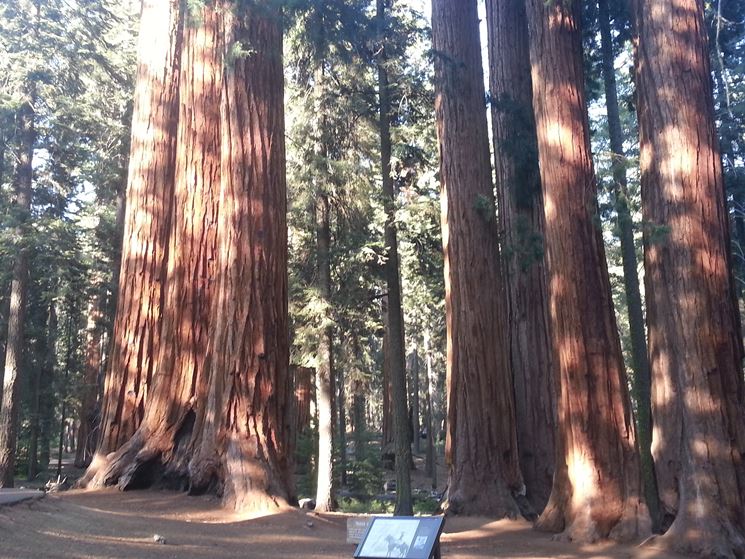 tronchi di sequoie giganti