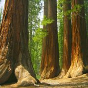 sequoia gigante