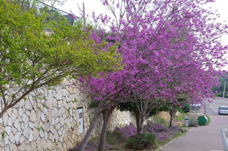 Siliquastri bordo strada