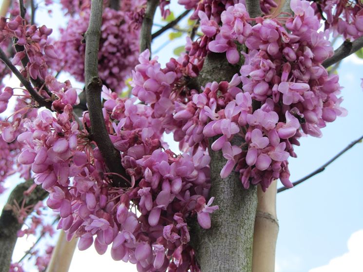 Fiori siliquastro