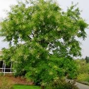 sofora pendula