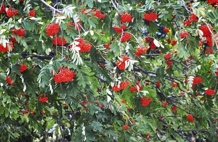 Fronde Sorbo degli uccellatori