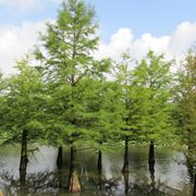 Taxodium albero