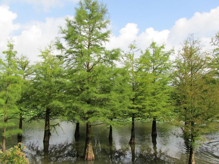 Taxodium albero