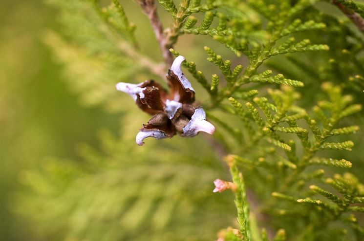 Thuja standishii