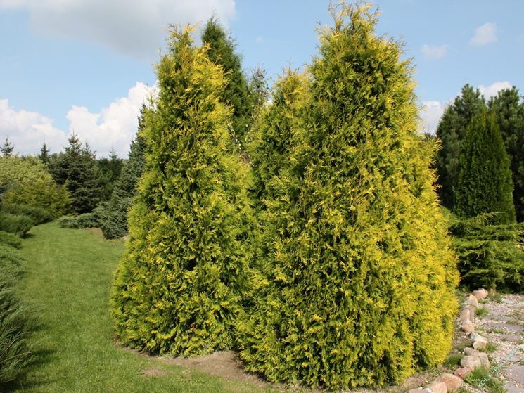 Descrizione Thuja