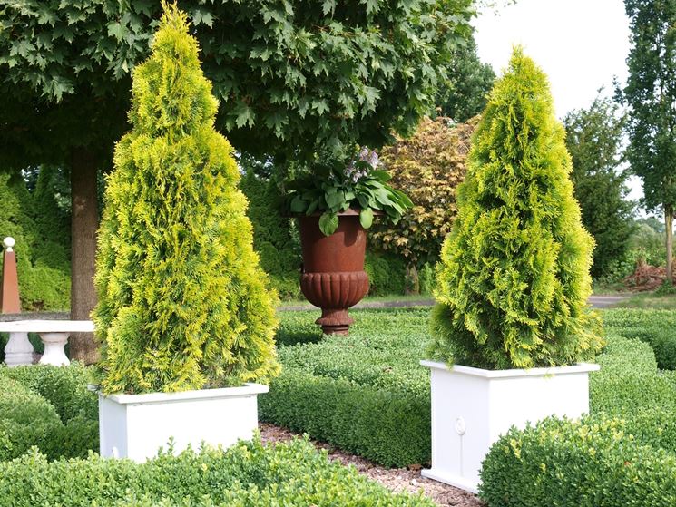 thuja occidentalis smaragd