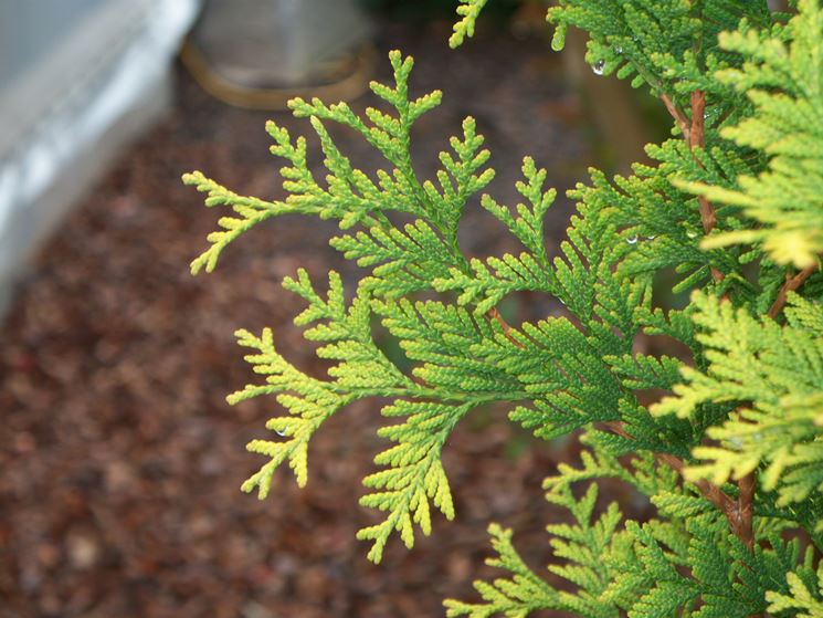 Cultivar thuja