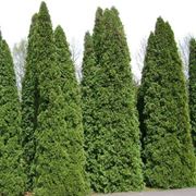 thuja occidentalis