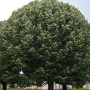 Albero tilia tomentosa