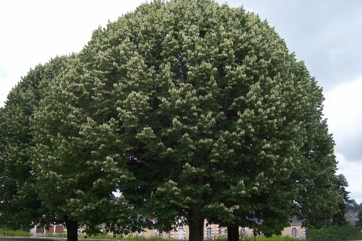 Albero tilia tomentosa