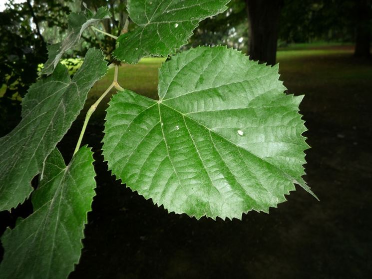 Foglie tilia tomentosa