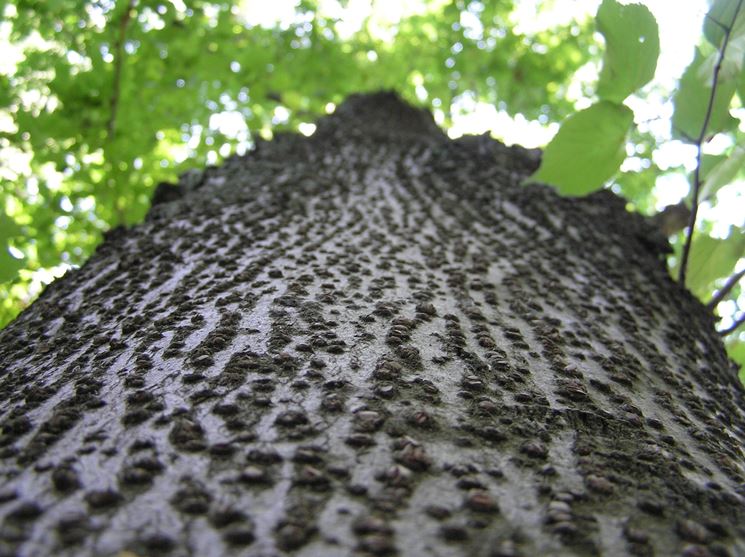 corteccia tilio cordata