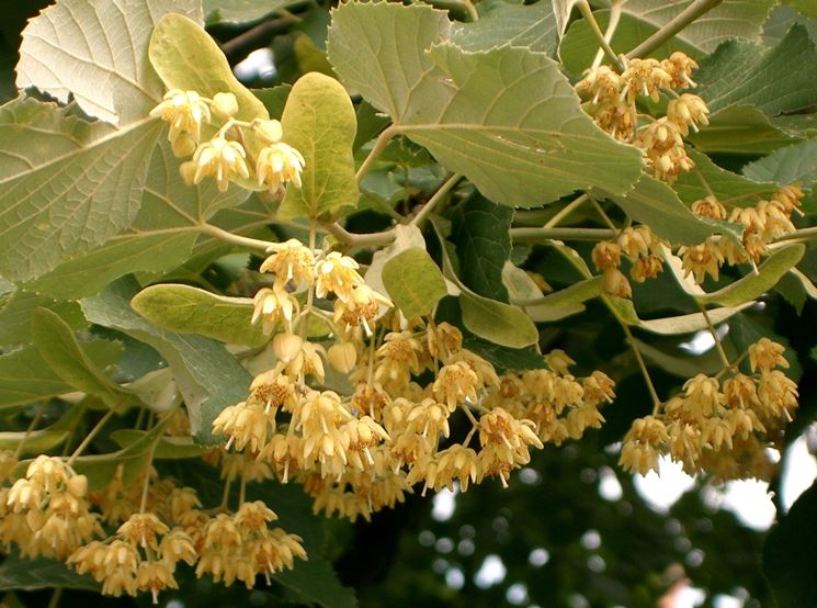 fiori di tilia cordata