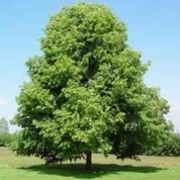 tiglio albero prezzo