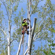 Tree climbing