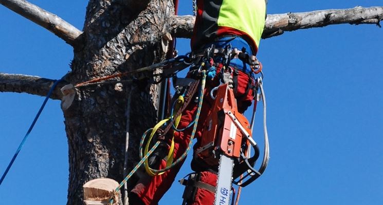 tecnica tree climbing